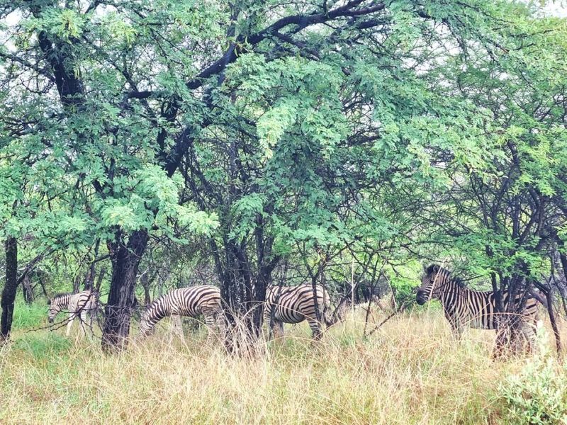 A view of the natural landscape featuring mature trees and wild vegetation on the residential land.
