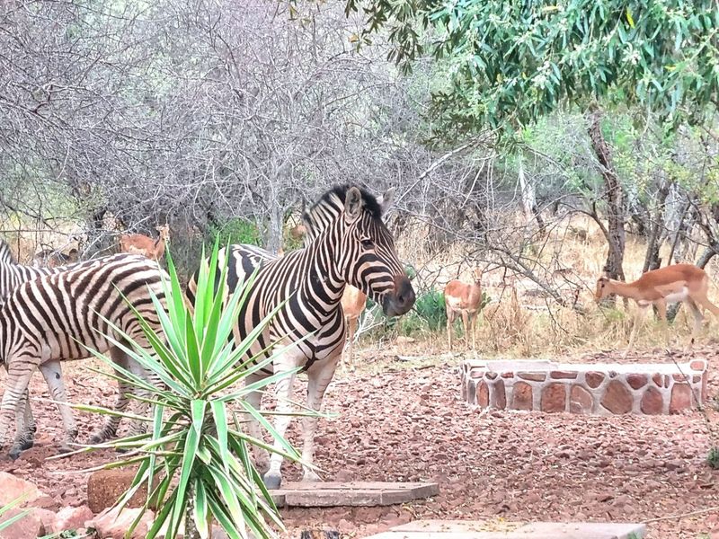 A natural bushveld garden setting featuring indigenous trees, rocky terrain, and a stone-clad water feature, providing a serene outdoor environment.