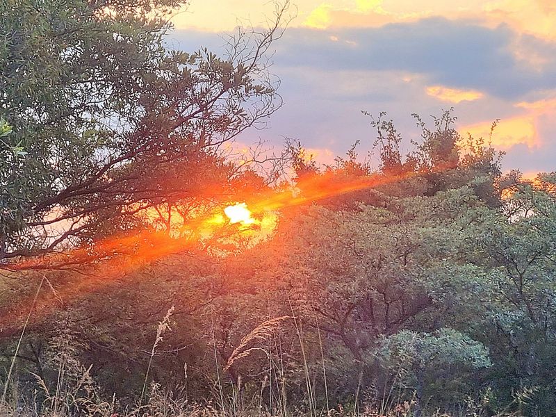 A scenic view of the natural landscape and vegetation on the vacant residential property at sunset.