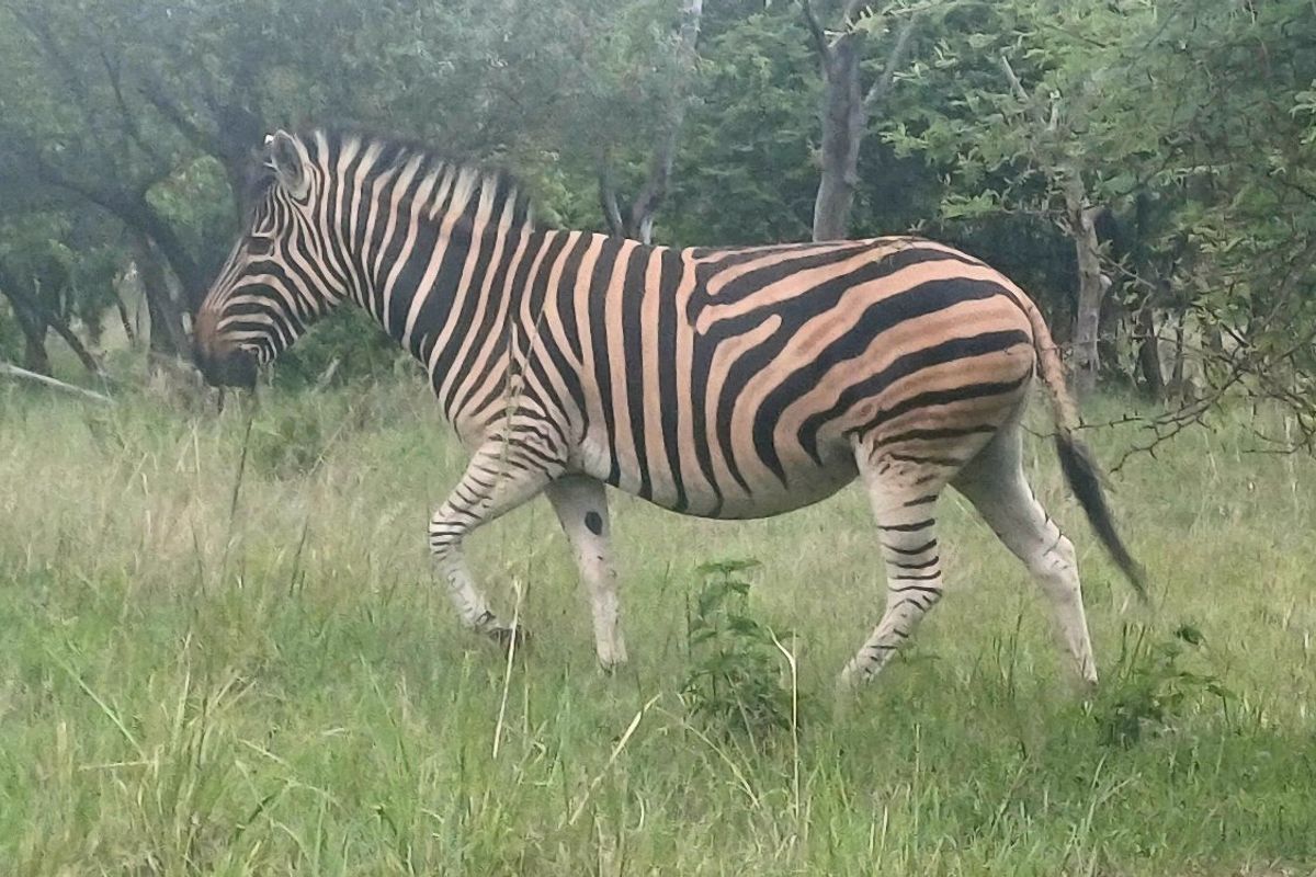 A photograph of a zebra in a grassy field, which does not provide information regarding the residential property or land.