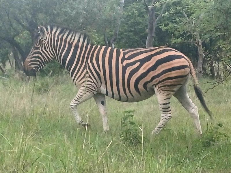 A photograph of a zebra in a grassy field, which does not provide information regarding the residential property or land.