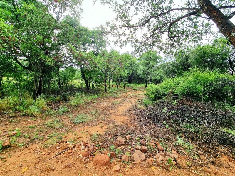 A view of a natural, undeveloped residential plot featuring native trees, dense vegetation, and rocky terrain.