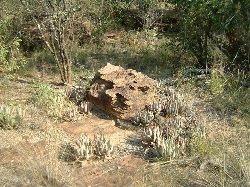 A natural landscape view of the vacant residential land featuring indigenous succulents and a prominent rock formation.