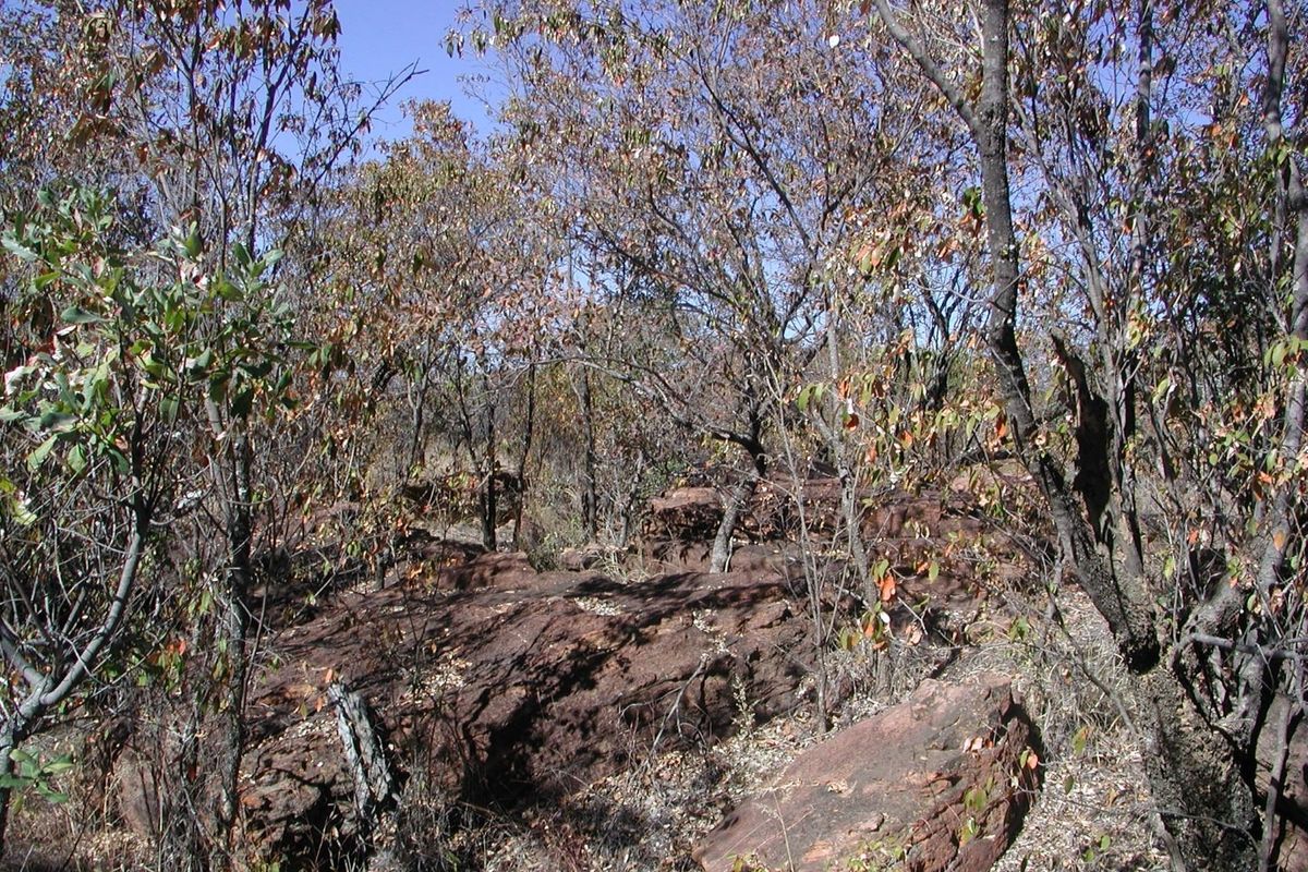 A view of the natural landscape featuring native trees and exposed rock formations on the vacant residential land.