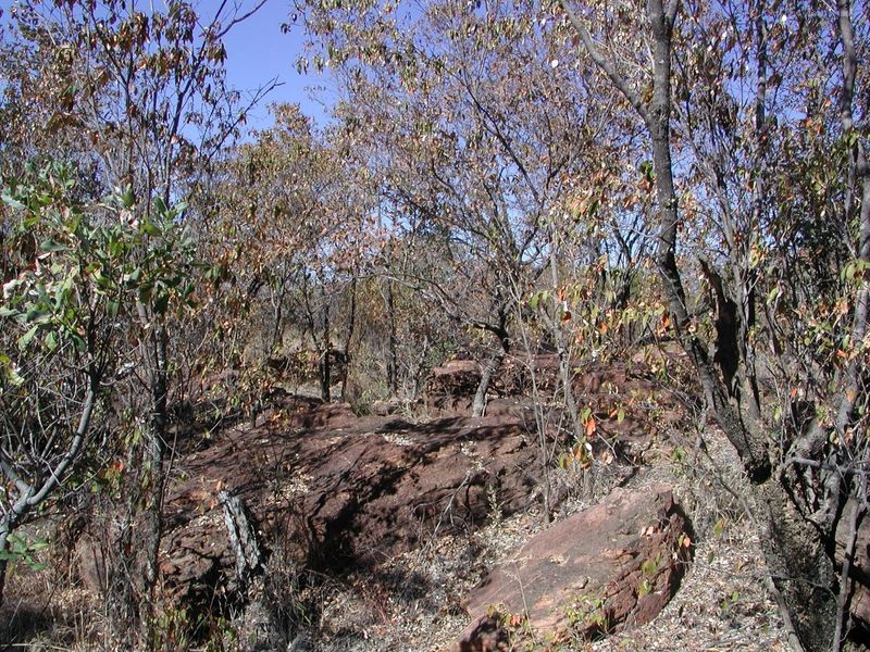 A view of the natural landscape featuring native trees and exposed rock formations on the vacant residential land.