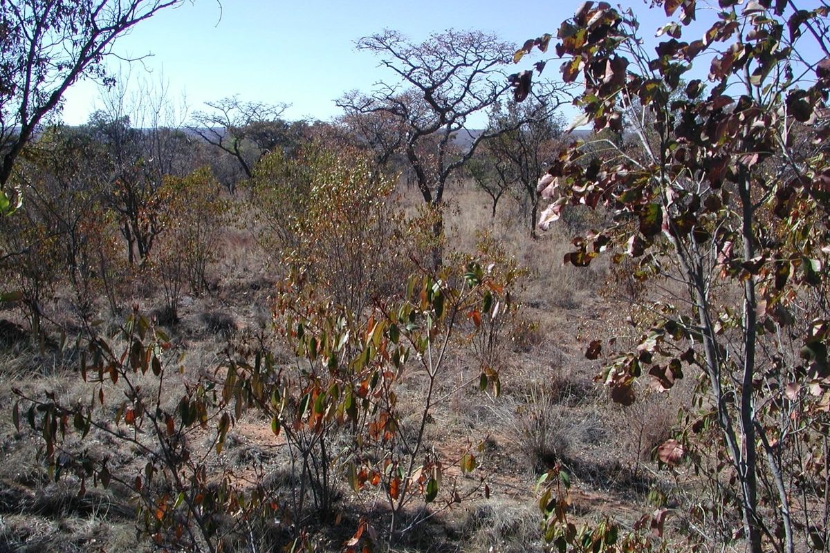 A view of the natural, undeveloped residential land featuring native trees and dry scrub vegetation.