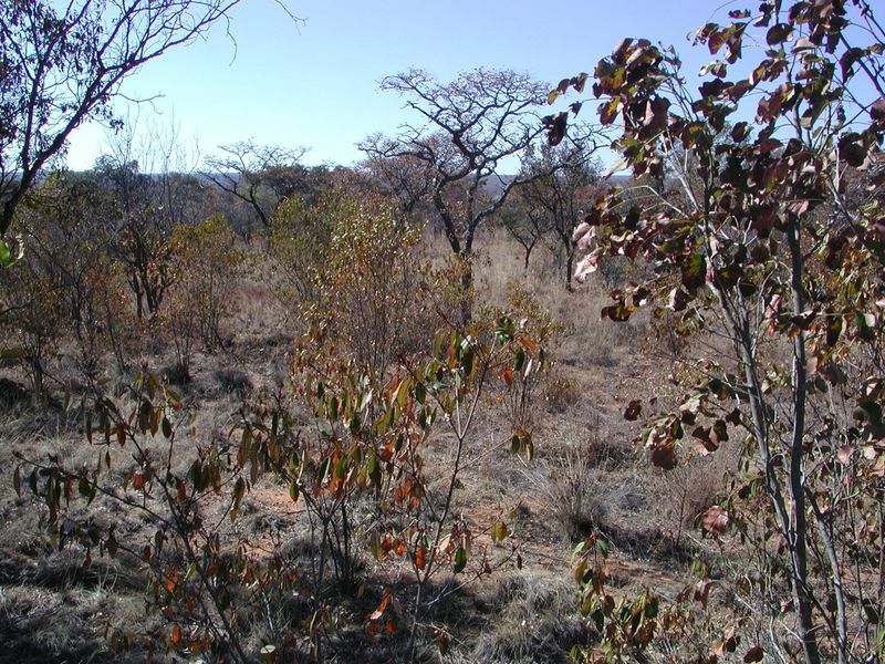 A view of the natural, undeveloped residential land featuring native trees and dry scrub vegetation.