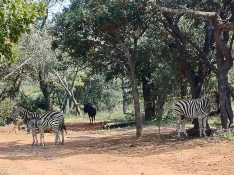 A natural wooded area on the residential land featuring mature trees and native soil, providing a scenic and tranquil outdoor setting.