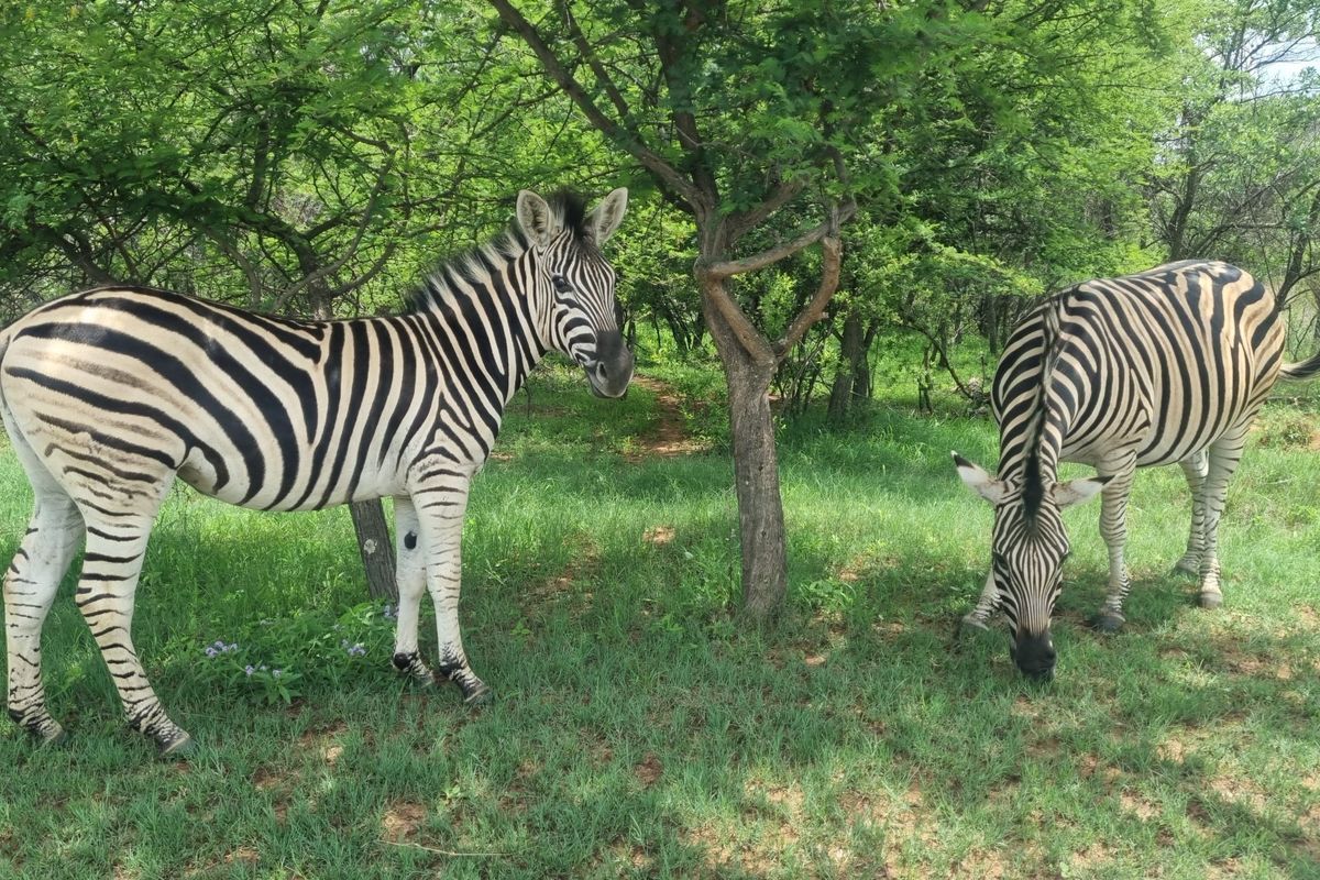 A natural outdoor setting featuring indigenous trees and grassy terrain, characteristic of vacant residential land in a bushveld environment.