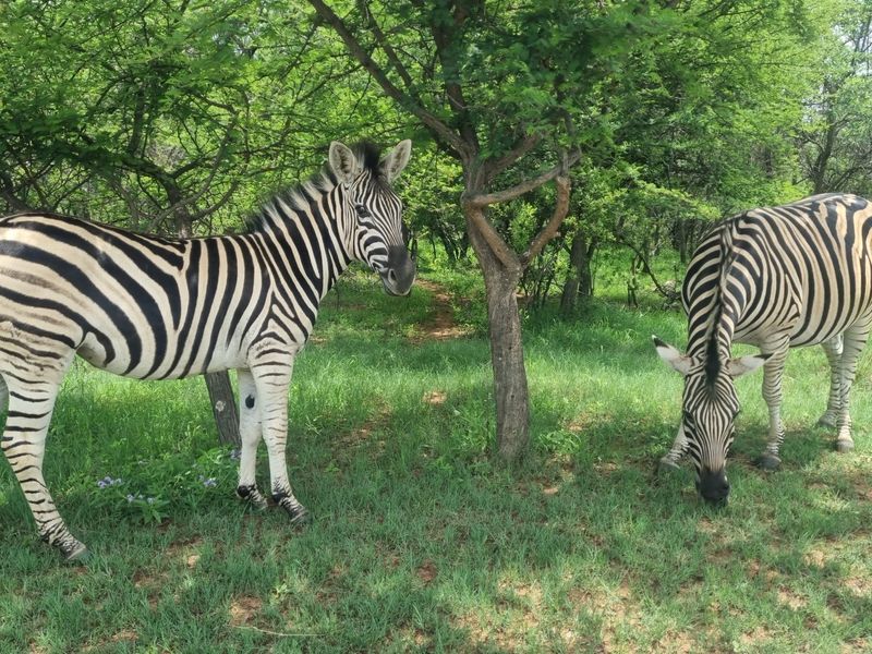 A natural outdoor setting featuring indigenous trees and grassy terrain, characteristic of vacant residential land in a bushveld environment.