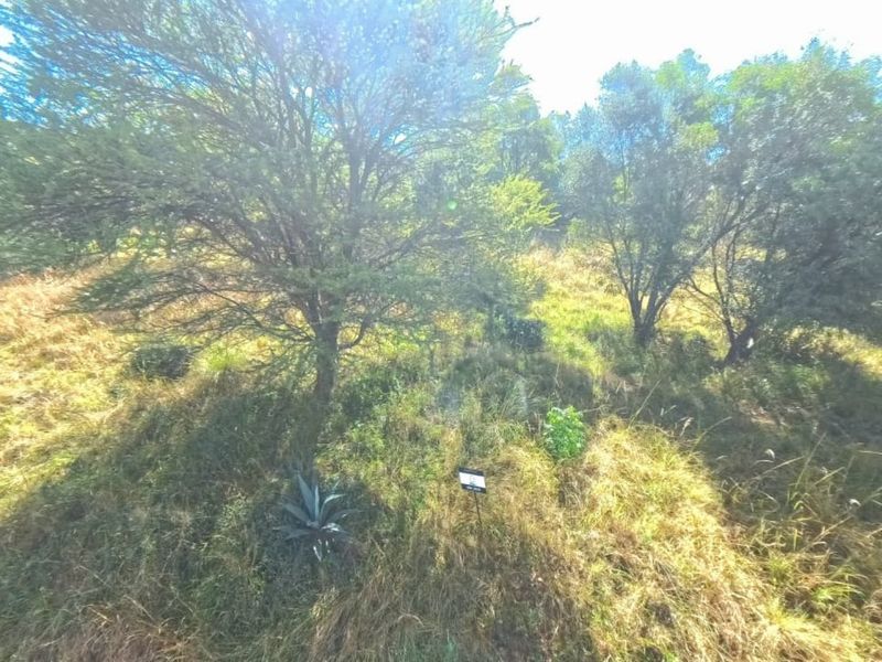 A view of a sloped, undeveloped residential plot featuring mature trees and natural vegetation.