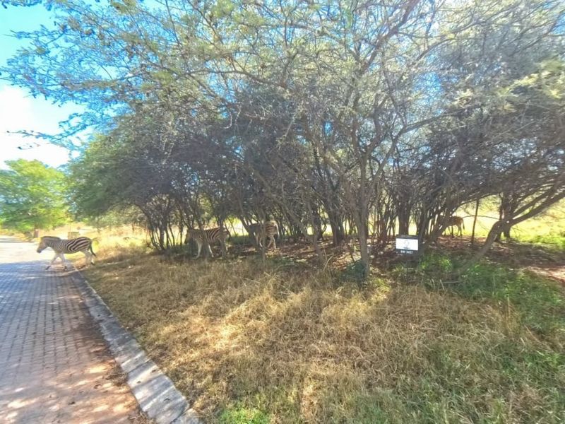 A view of a paved residential street bordered by mature trees and natural vegetation in a wildlife-friendly estate setting.