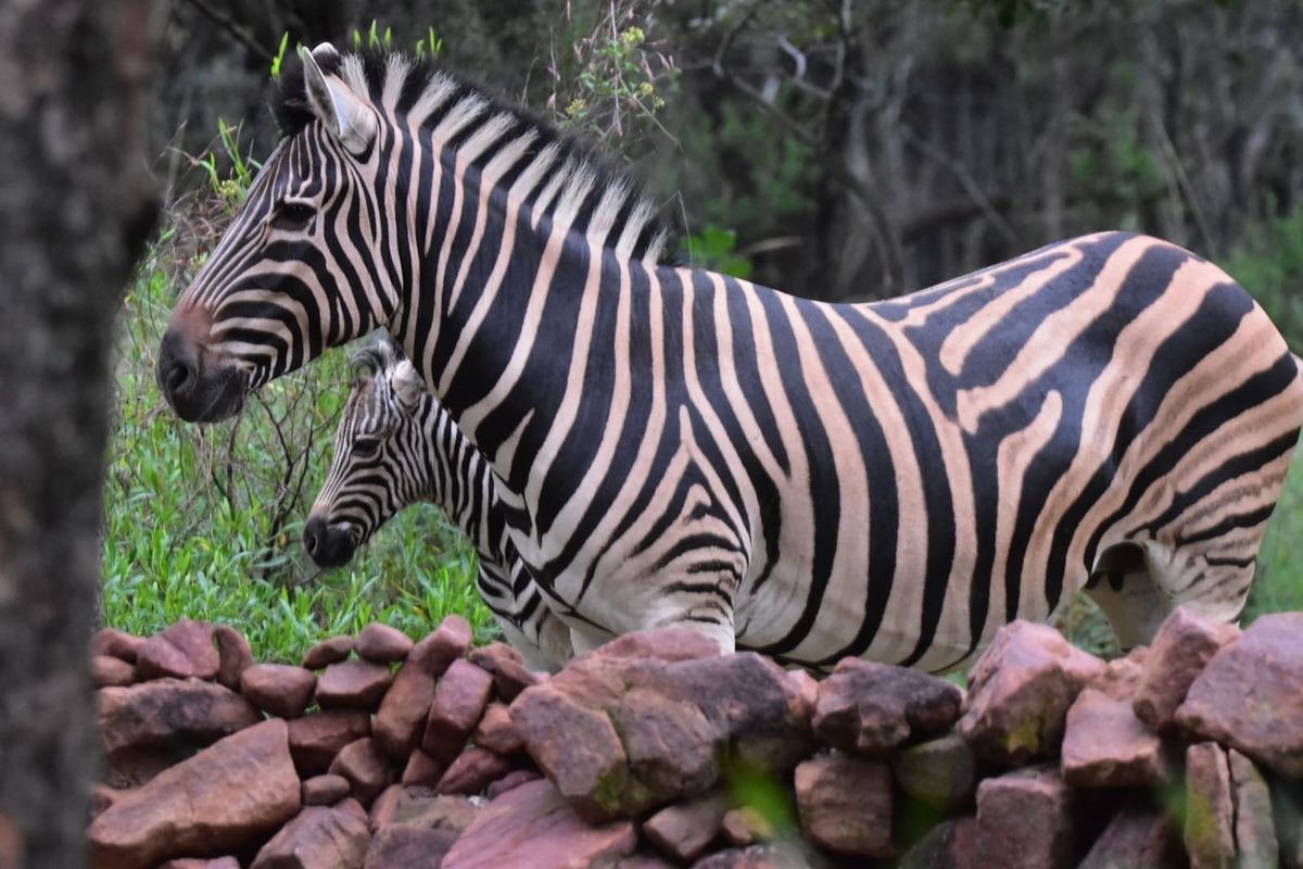 A photograph of wildlife on the property, showing no relevant residential infrastructure or real estate features.