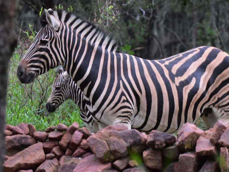 A photograph of wildlife on the property, showing no relevant residential infrastructure or real estate features.