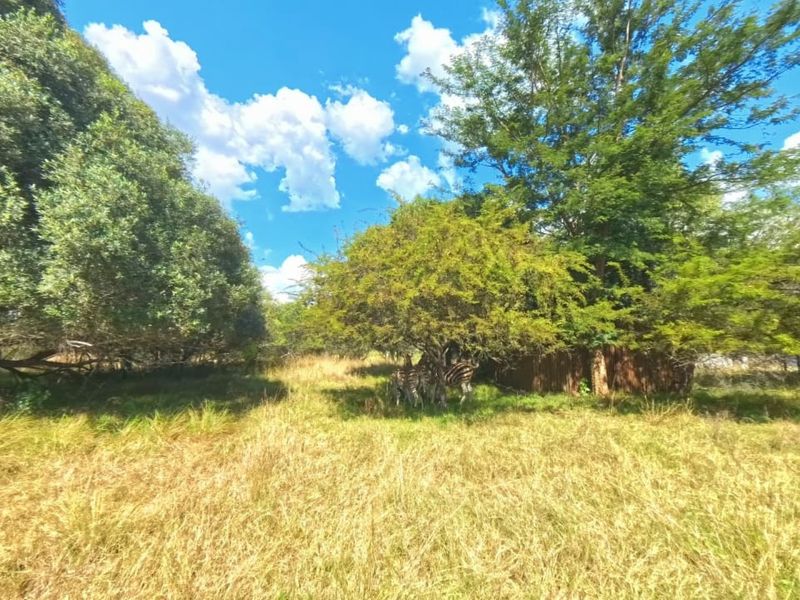 A view of a natural, undeveloped residential plot featuring mature trees and wild grass, suitable for future landscaping or development.