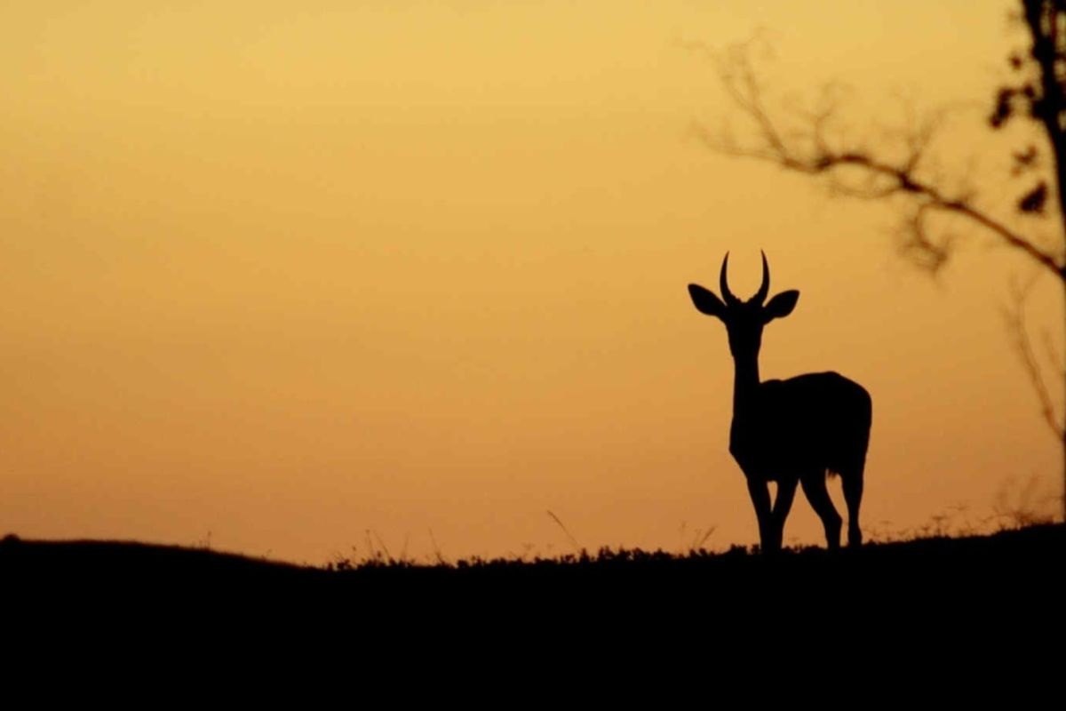A scenic silhouette view of the natural landscape at sunset, highlighting the property's tranquil and expansive outdoor environment.