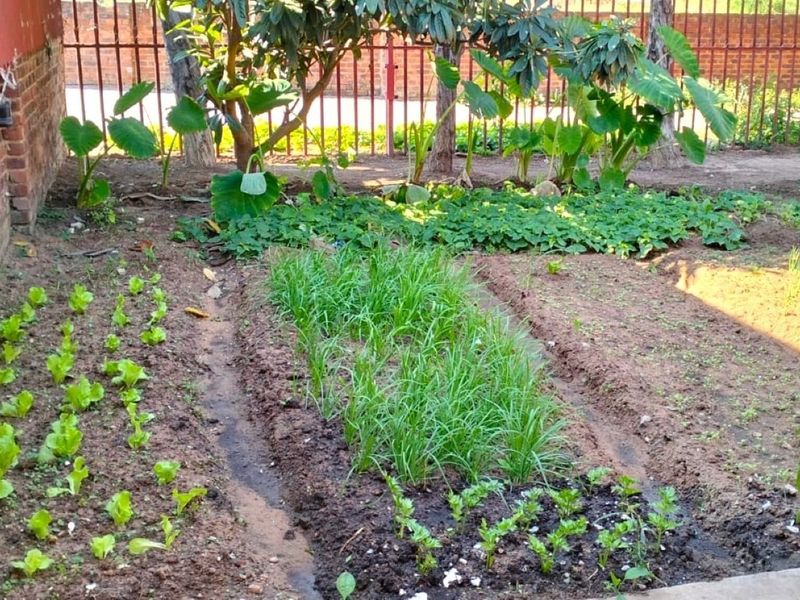 A functional residential garden area featuring established vegetable beds, enclosed by a brick wall and metal perimeter fencing.