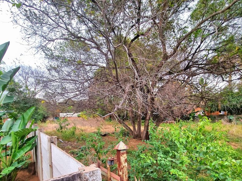 A view of a vacant residential plot featuring mature trees, overgrown vegetation, and a perimeter precast concrete wall.