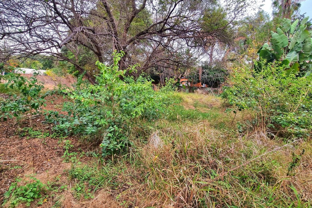 A view of an overgrown residential plot featuring mature trees and dense, unmaintained vegetation.