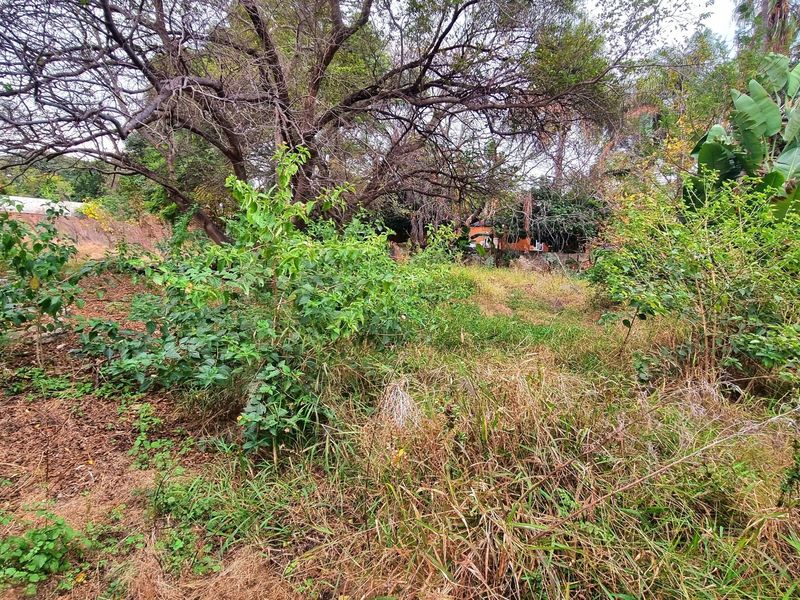 A view of an overgrown residential plot featuring mature trees and dense, unmaintained vegetation.