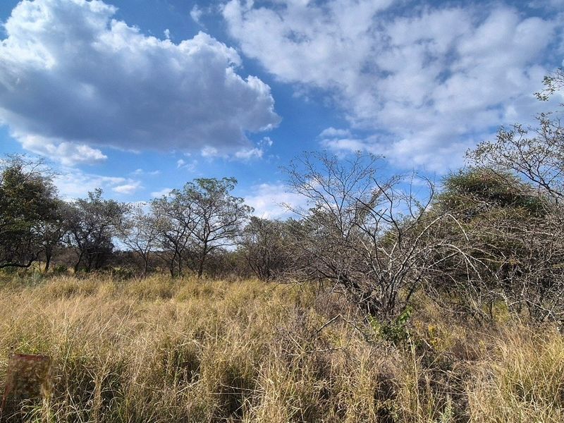 A view of the vacant residential land featuring natural vegetation and mature trees under a clear blue sky.