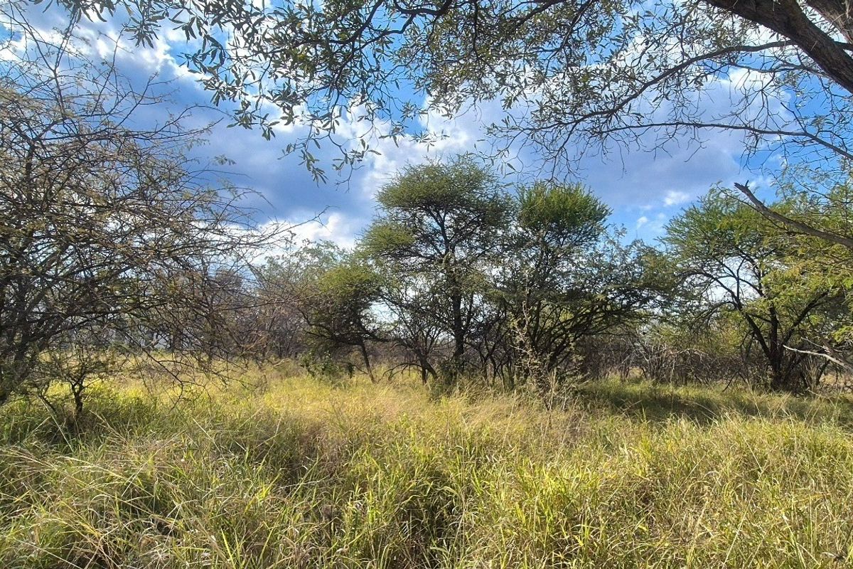 A view of the vacant residential land featuring established native trees and natural grass cover.