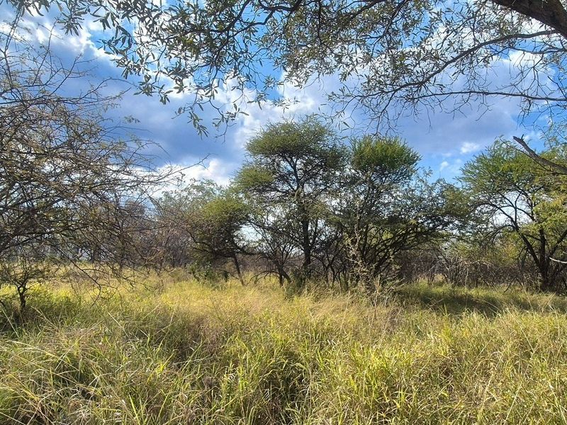 A view of the vacant residential land featuring established native trees and natural grass cover.