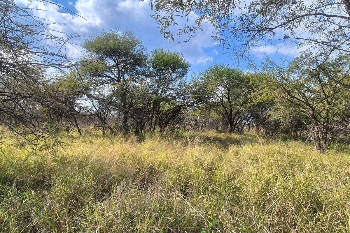 A view of a vacant residential plot featuring natural grass cover and established native trees under a clear blue sky.
