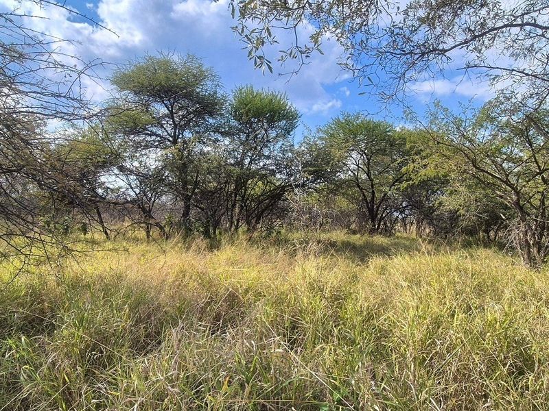A view of a vacant residential plot featuring natural grass cover and established native trees under a clear blue sky.