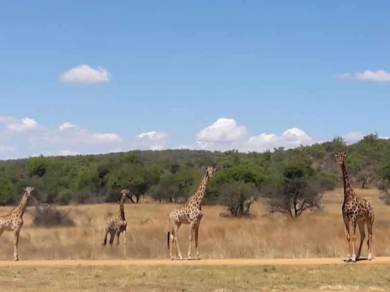 A scenic view of giraffes in a natural landscape setting, showcasing the surrounding environment of the property.