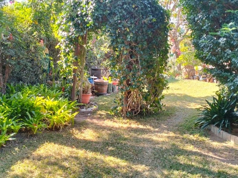 A lush, established garden featuring mature trees, dense foliage, and a decorative climbing plant archway creating a shaded pathway.