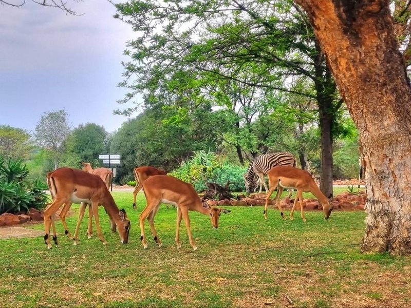 A well-maintained garden area featuring mature trees, landscaped greenery, and natural rock features, providing a serene outdoor environment.