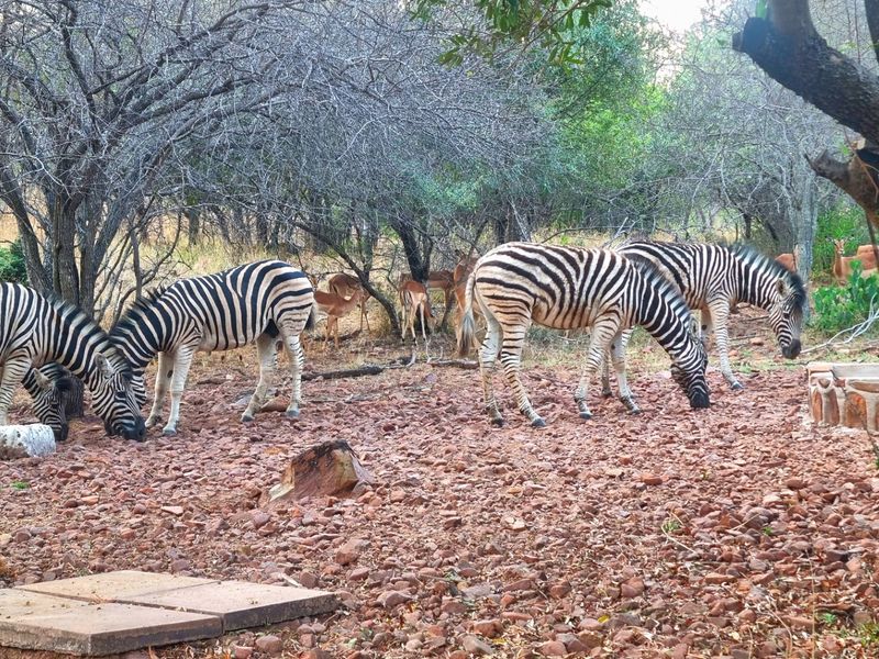 A natural bushveld garden setting featuring a stone water trough and native trees, providing a habitat for local wildlife.