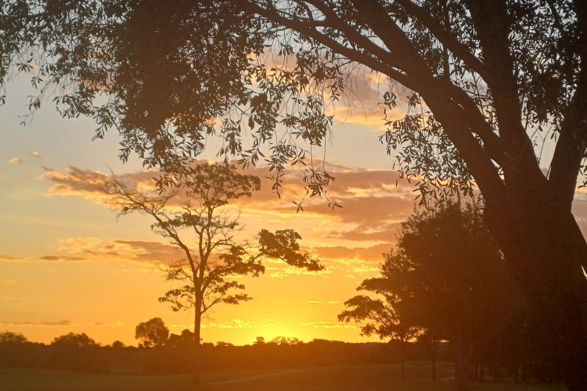 A scenic sunset view over the vacant residential land, framed by mature trees.