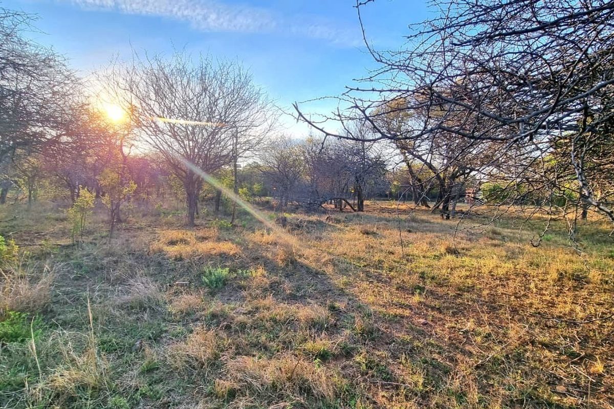 A natural, undeveloped garden area featuring mature trees and native vegetation, capturing the warm light of the setting sun.