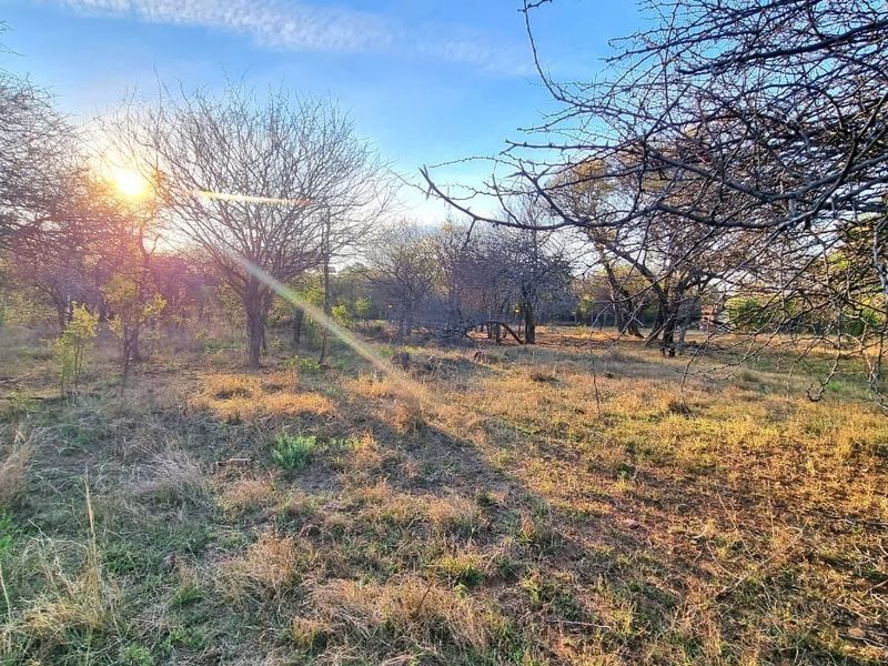 A natural, undeveloped garden area featuring mature trees and native vegetation, capturing the warm light of the setting sun.