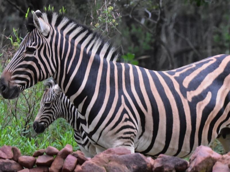 A photograph of zebras in a natural outdoor setting, which does not depict any residential property features or infrastructure.