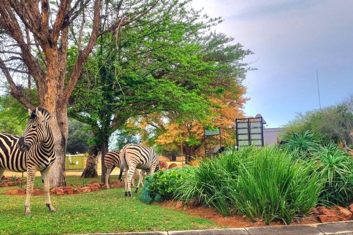 A well-maintained garden area featuring mature trees, lush greenery, and stone-edged landscaping, providing a natural and serene outdoor environment.