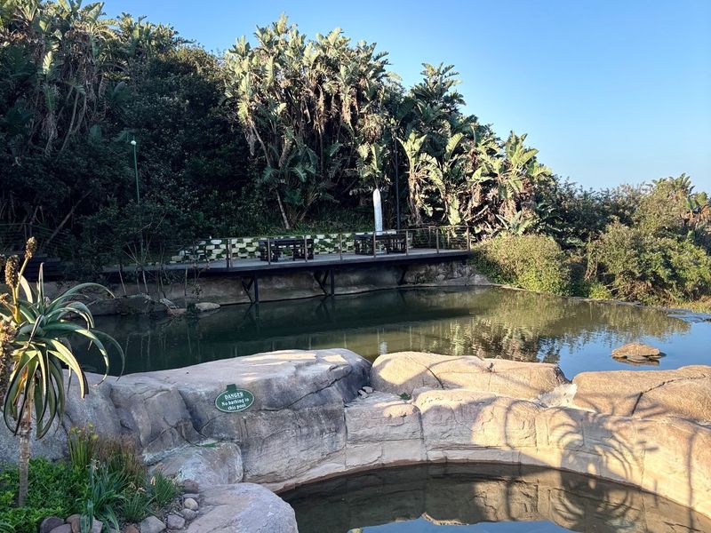 Outdoor pool area featuring a naturalistic rock pool design, a raised timber viewing deck, and lush surrounding vegetation.
