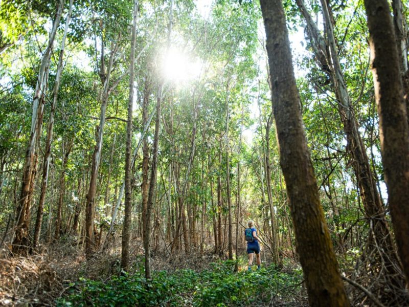 A view of a dense wooded area with natural vegetation and sunlight filtering through the trees.