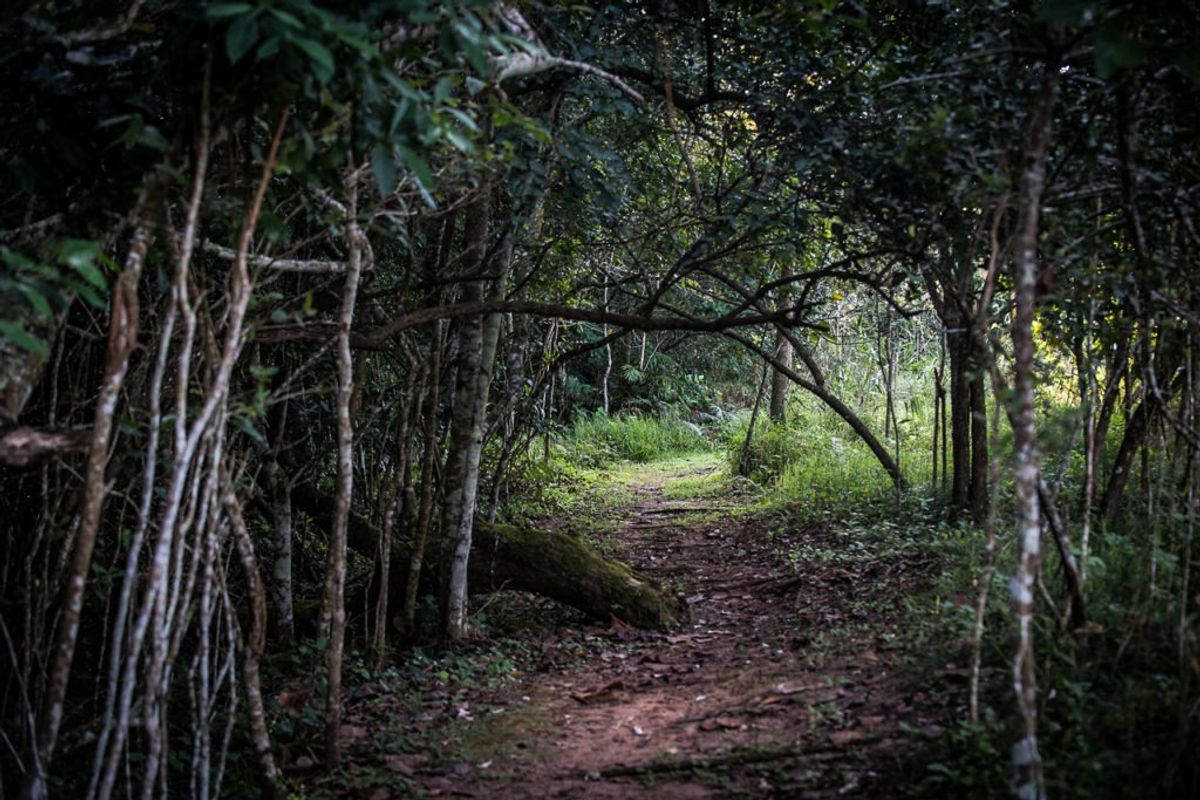 A natural, wooded pathway winding through dense native vegetation on the residential land parcel.