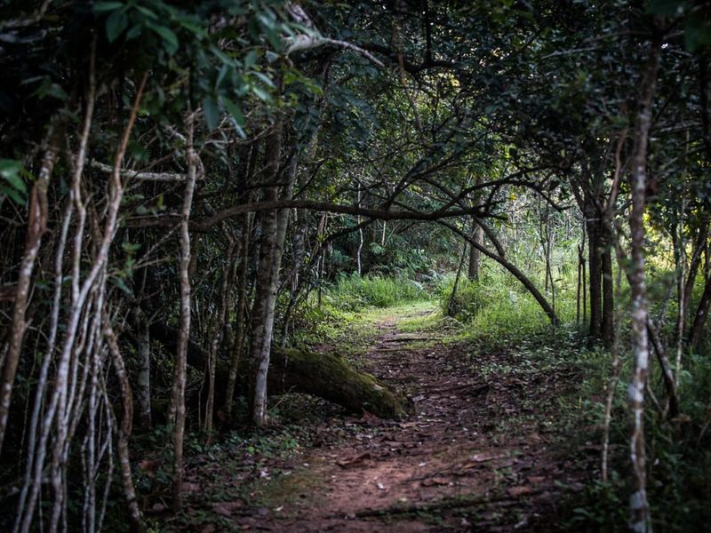 A natural, wooded pathway winding through dense native vegetation on the residential land parcel.