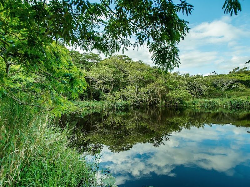 A scenic view of a tranquil pond surrounded by lush green trees and natural vegetation under a blue sky.