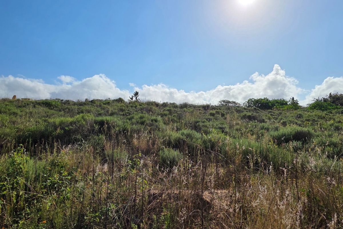 A view of the vacant residential land featuring natural vegetation and native grasses under a clear blue sky.