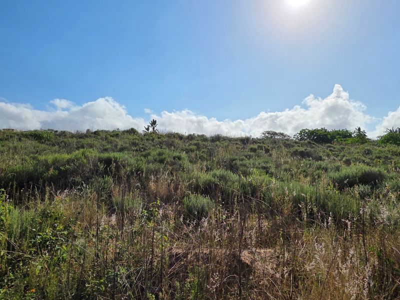 A view of the vacant residential land featuring natural vegetation and native grasses under a clear blue sky.