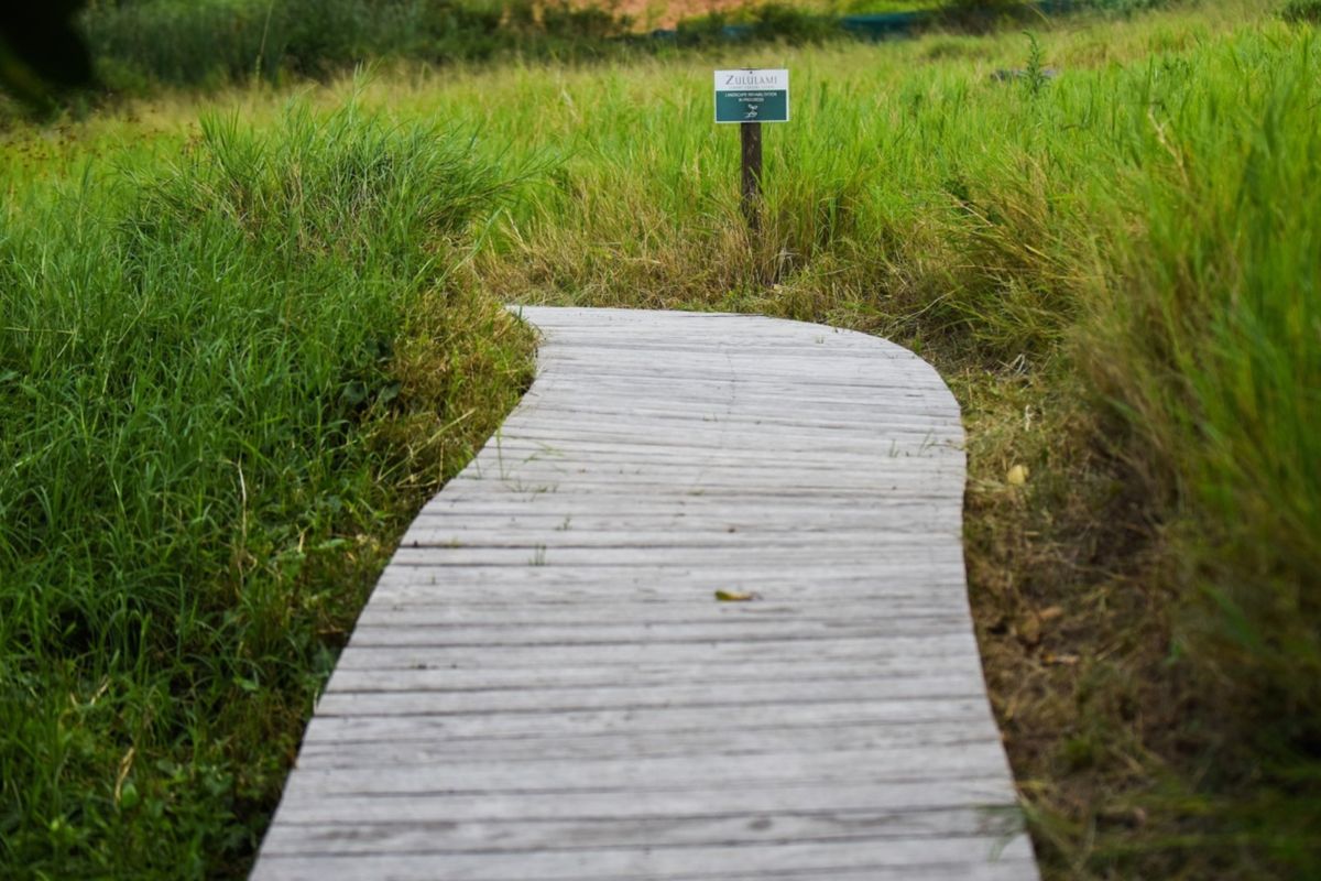A wooden boardwalk path winding through a natural grassy landscape area.