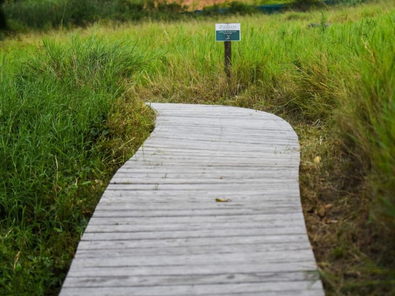 A wooden boardwalk path winding through a natural grassy landscape area.