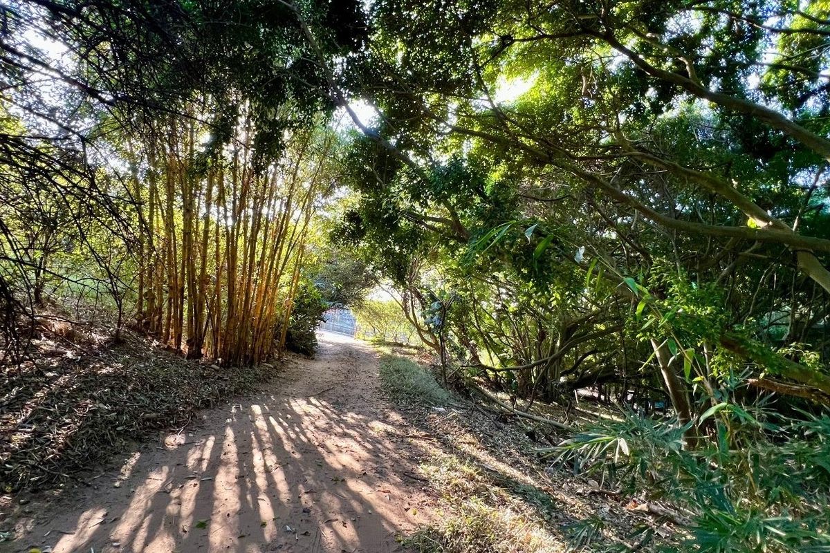 A natural, wooded garden area featuring a dirt pathway surrounded by mature trees and a bamboo grove.