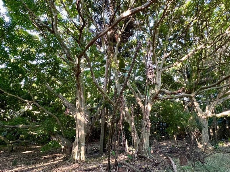 A view of a densely wooded area featuring mature trees and established vegetation on the residential land.