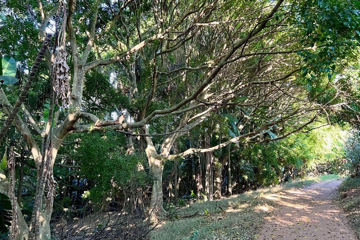 A natural, wooded garden area featuring mature trees and a dirt pathway, offering a serene and private outdoor setting.